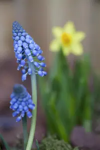 Muscari 'Big Smile' - flower bulb 8/10 - image 4