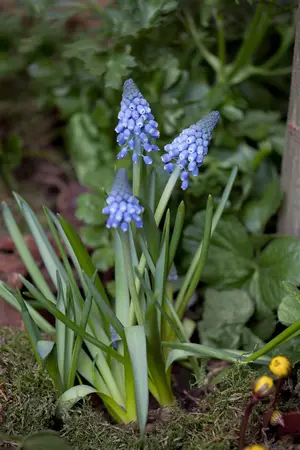 Muscari 'Big Smile' - flower bulb 8/10 - image 5