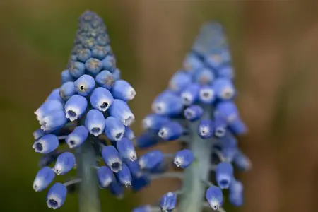Muscari 'Big Smile' - flower bulb 8/10 - image 3