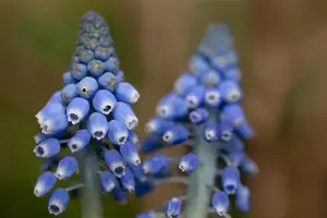 Muscari 'Big Smile' - flower bulb 8/10 - image 3