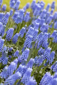 Muscari 'Blue Magic'