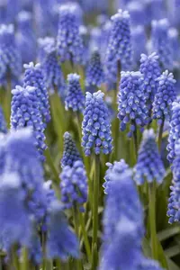Muscari 'Blue Magic' - flower bulb 8/10 - image 2