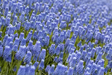 Muscari 'Blue Magic' - flower bulb 8/10 - image 3