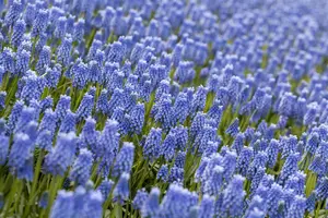 Muscari 'Blue Magic' - flower bulb 8/10 - image 3