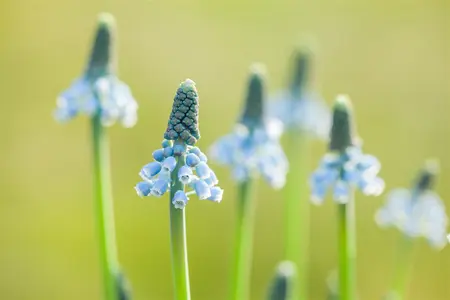 Muscari 'Blue Magic' - flower bulb 8/10 - image 4