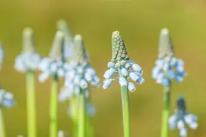 Muscari 'Blue Magic' - flower bulb 8/10 - image 5