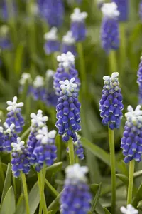 Muscari 'Grape Ice' - flower bulb 6/8