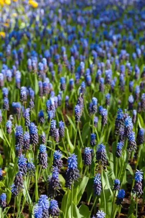 Muscari latifolium - P9 - image 4