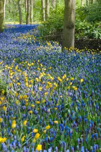 Muscari latifolium - P9 - image 5