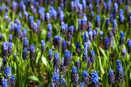 Muscari latifolium - P9 - image 2