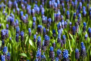 Muscari latifolium - P9 - image 2