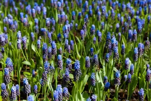 Muscari latifolium - P9 - image 3