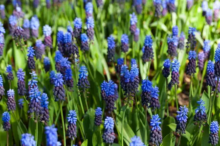 Muscari latifolium - flower bulb 8/10 - image 1