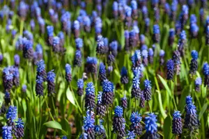 Muscari latifolium - flower bulb 8/10 - image 2