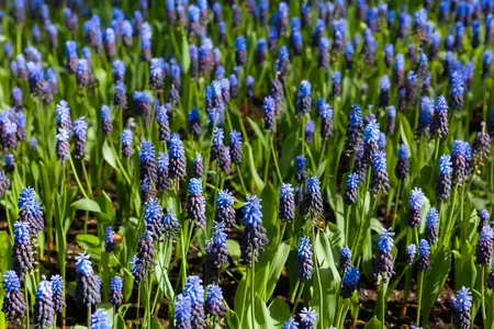 Muscari latifolium - flower bulb 8/10 - image 3