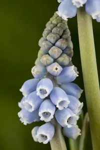 Muscari mix - flower bulb 8/10 - image 5