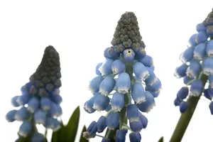 Muscari mix