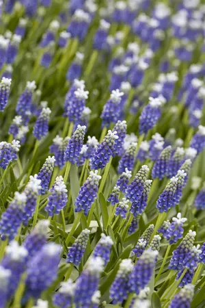 Muscari 'Touch of Snow' - flower bulb 8/10 - image 1