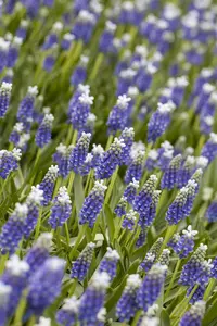 Muscari 'Touch of Snow'
