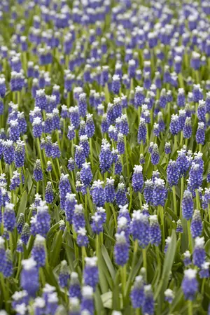 Muscari 'Touch of Snow' - flower bulb 8/10 - image 4