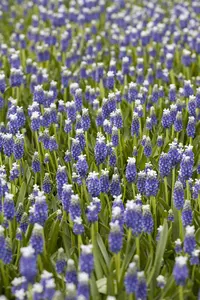 Muscari 'Touch of Snow' - flower bulb 8/10 - image 4