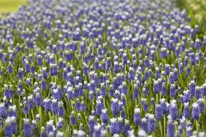 Muscari 'Touch of Snow' - flower bulb 8/10 - image 3