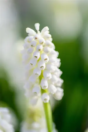 Muscari 'White Magic' - flower bulb 8/10 - image 2