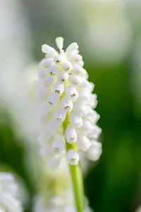 Muscari 'White Magic' - flower bulb 8/10 - image 2