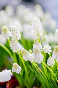 Muscari 'White Magic' - flower bulb 8/10 - image 4
