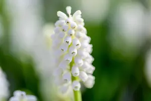 Muscari 'White Magic' - flower bulb 8/10 - image 1