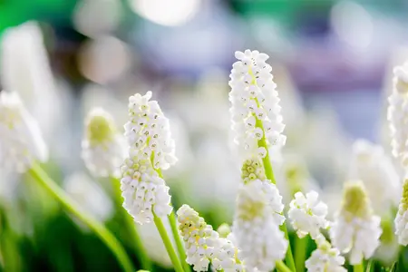 Muscari 'White Magic' - flower bulb 8/10 - image 3