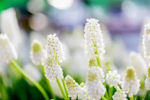 Muscari 'White Magic' - flower bulb 8/10 - image 3