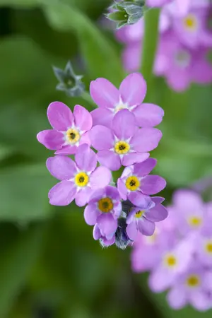 MYOSOTIS MIXED 6 pack - image 3