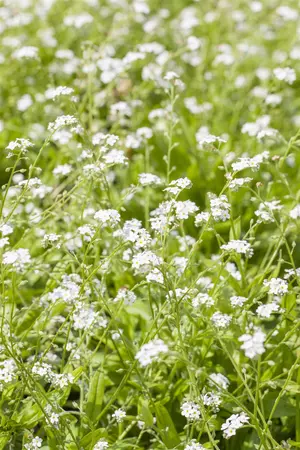 MYOSOTIS MIXED 6 pack - image 2