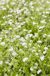 MYOSOTIS MIXED 6 pack - image 2