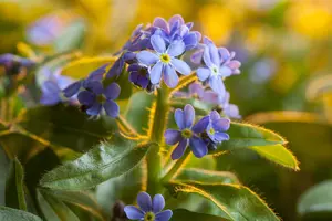 MYOSOTIS MIXED 6 pack - image 4