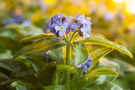 MYOSOTIS MIXED 6 pack - image 5