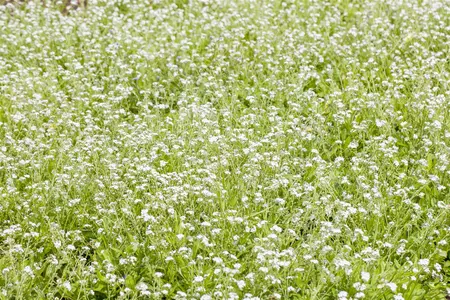 MYOSOTIS MIXED 6 pack - image 1