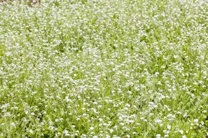 MYOSOTIS MIXED