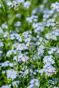 Myosotis scorpioides - P9 - image 4
