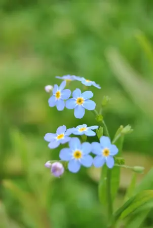 Myosotis scorpioides - P9 - image 1