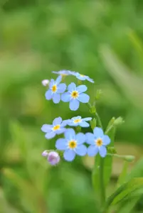 Myosotis scorpioides