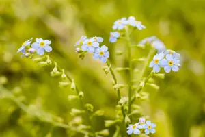 Myosotis scorpioides - P9 - image 2