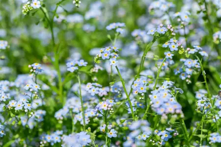 Myosotis scorpioides - P9 - image 3