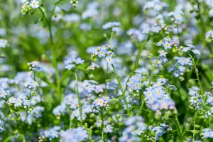 Myosotis scorpioides - P9 - image 3