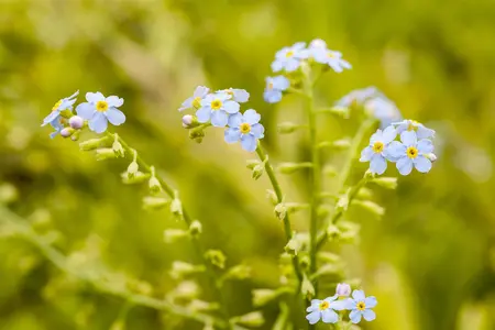 Myosotis scorpioides - 17 cm aquatic basket - image 2