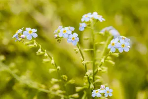 Myosotis scorpioides - 17 cm aquatic basket - image 2