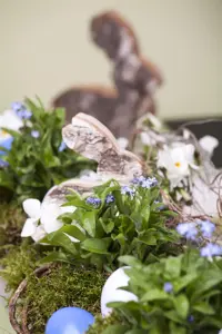 Myosotis sylvatica - P9 - image 5