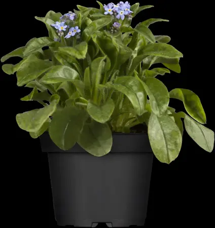 Myosotis sylvatica - P9 - image 1