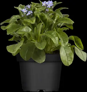 Myosotis sylvatica